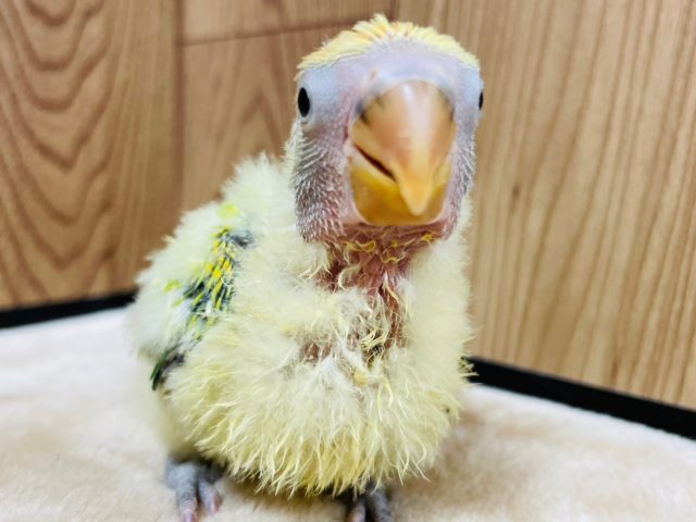 コザクラインコ（小桜インコ）