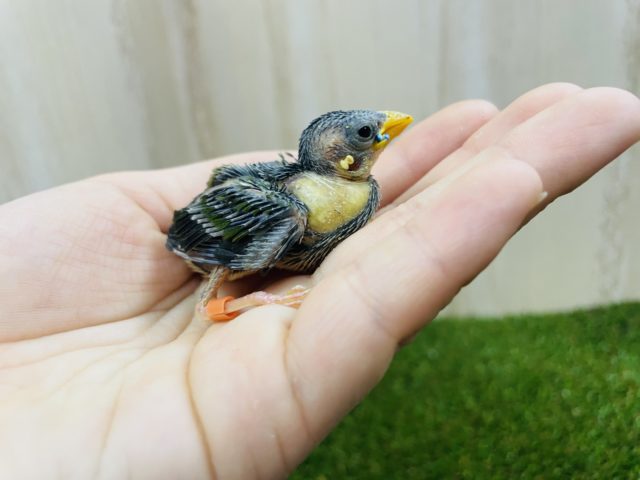 チモールセイコウチョウ