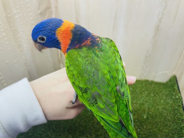 アカエリゴシキセイガイインコ