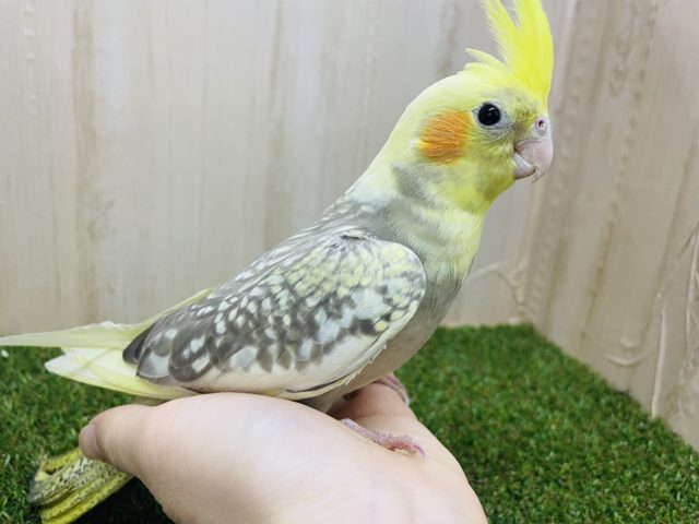 オカメインコ