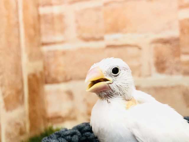 人気の白です 白文鳥 R4 12/1撮影 白文鳥