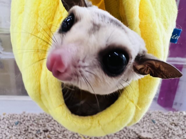 ❄︎白い子❄︎フェアー開催中 説明画像です