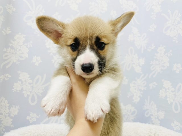 ウェルシュコーギー・ペンブローグ