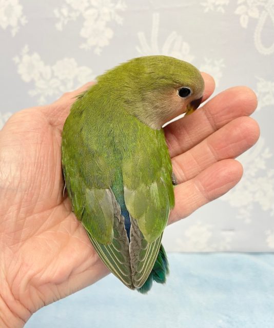 コザクラインコ（小桜インコ）