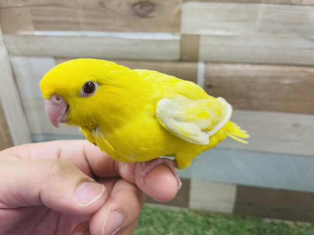 サザナミインコ