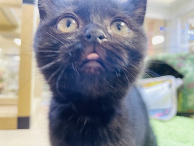 スコティッシュフォールド