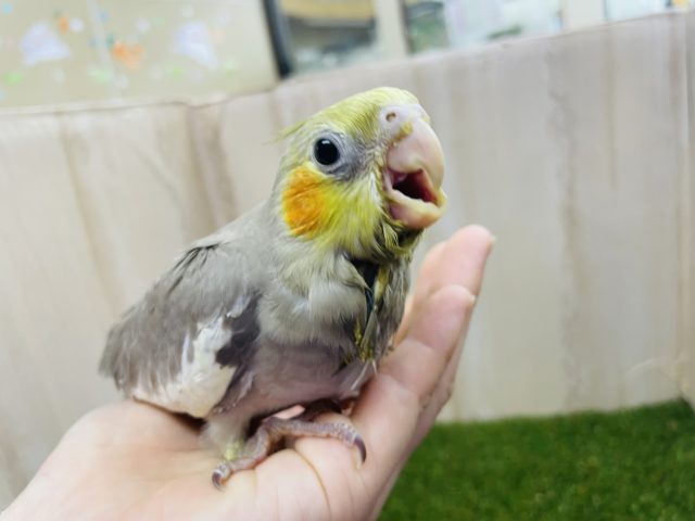 オカメインコ