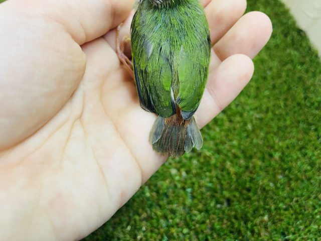 チモールセイコウチョウ