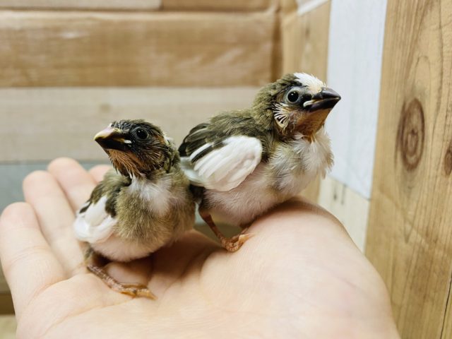 十姉妹（ジュウシマツ）