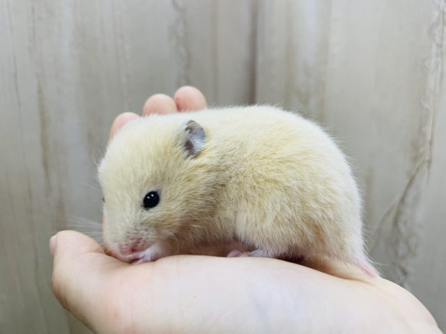 ゴールデンハムスター