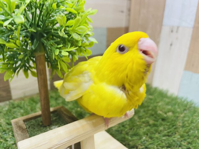 サザナミインコ
