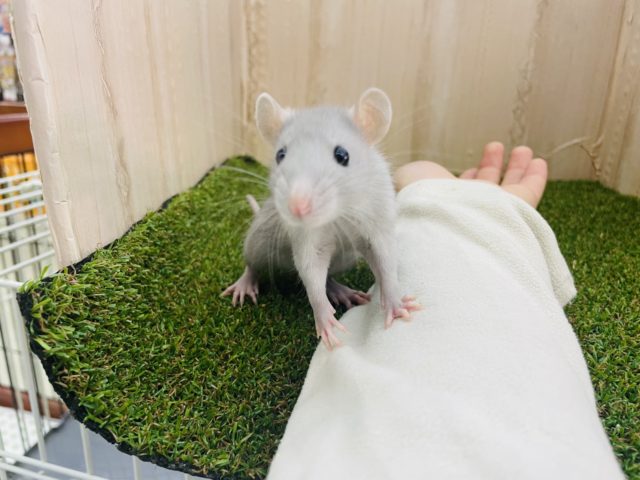 ファンシーラット