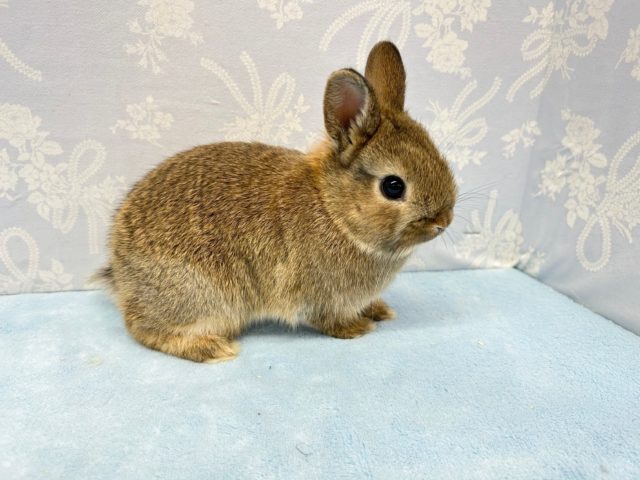 ネザーランドドワーフ