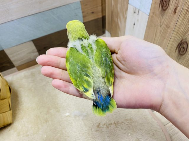 コザクラインコ（小桜インコ）