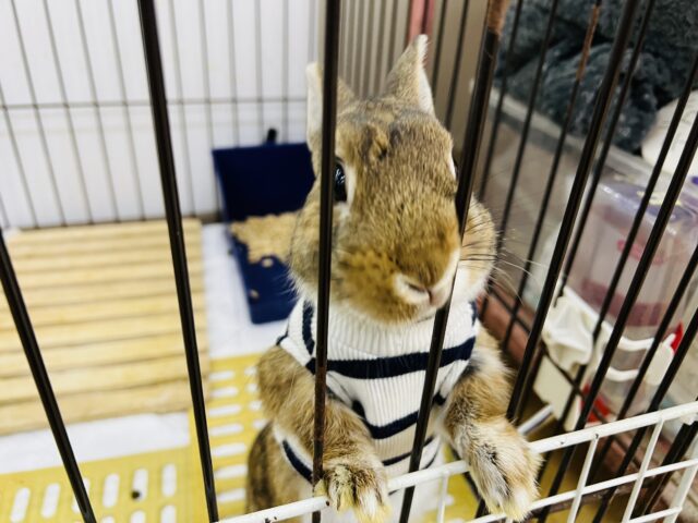 ネザーランドドワーフ