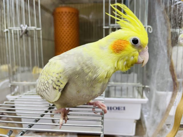 オカメインコ
