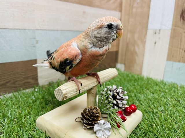 アキクサインコ（秋草インコ）