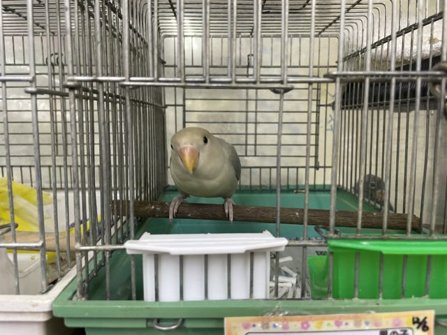 コザクラインコ（小桜インコ）