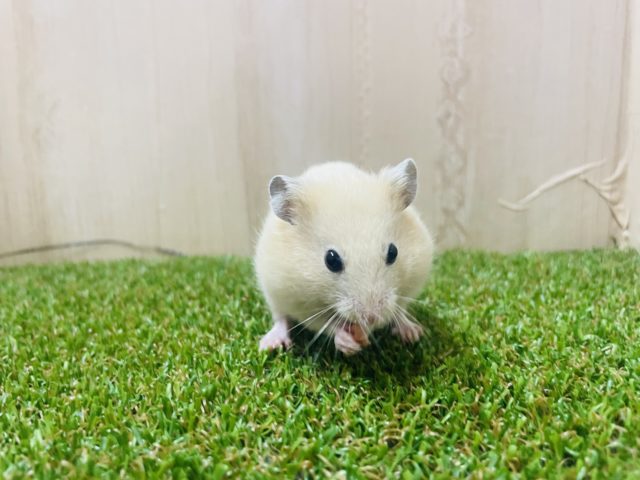 ゴールデンハムスター