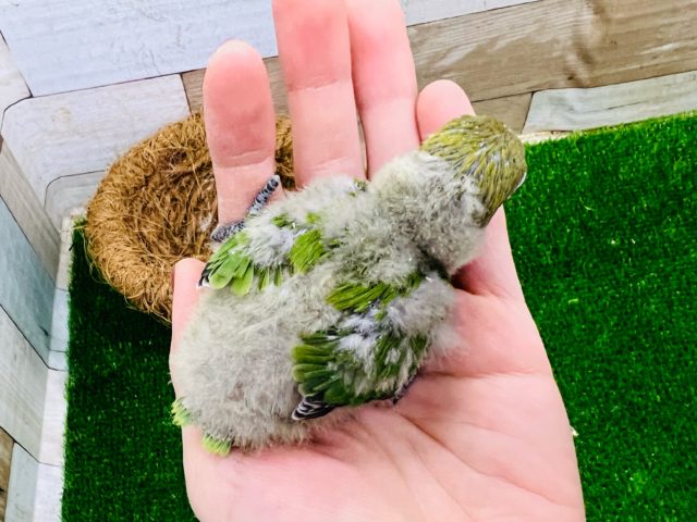 キエリボタンインコ