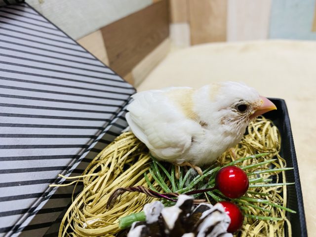 十姉妹（ジュウシマツ）