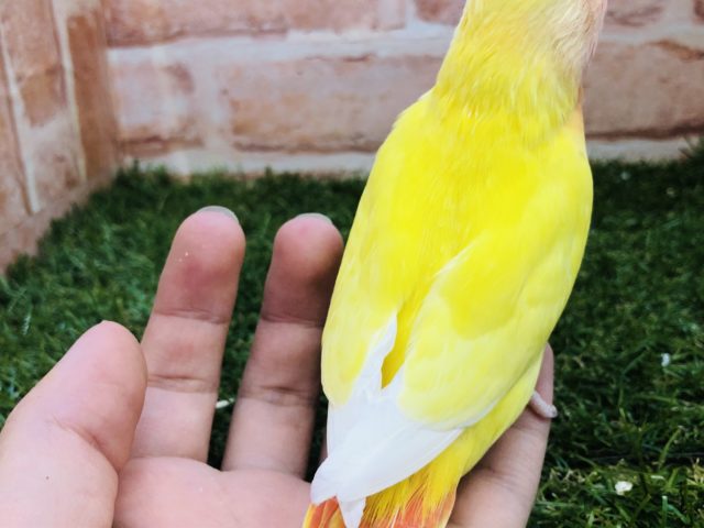 コザクラインコ（小桜インコ）