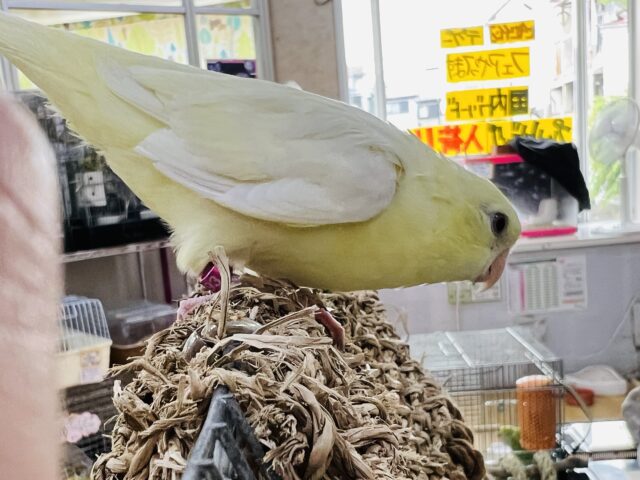 サザナミインコ