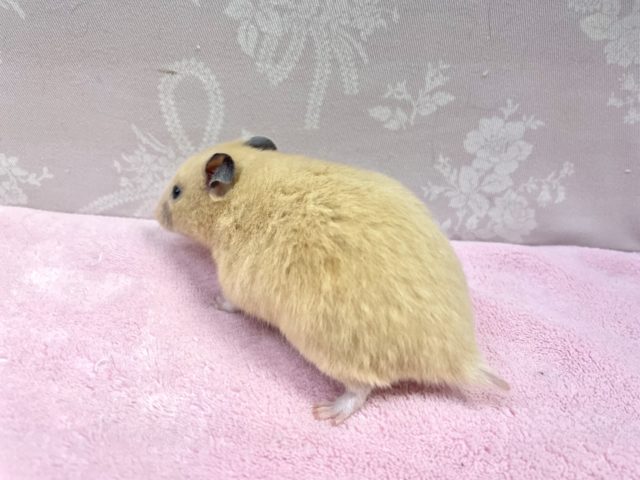 ゴールデンハムスター