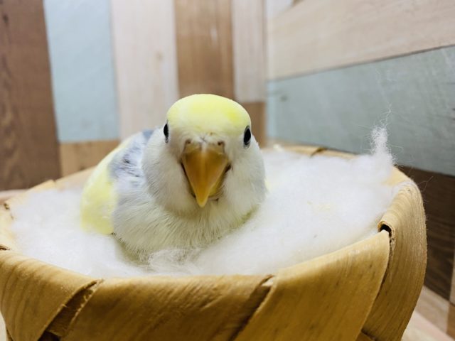 コザクラインコ（小桜インコ）