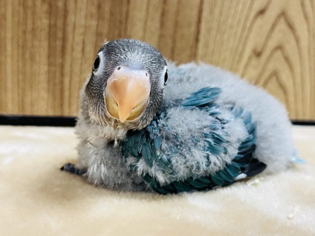 ボタンインコ