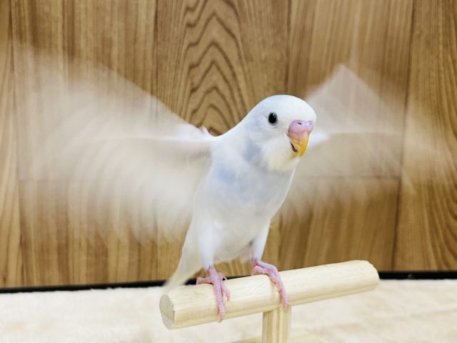 セキセイインコ