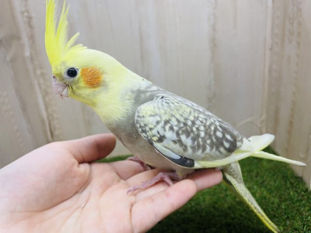 オカメインコ