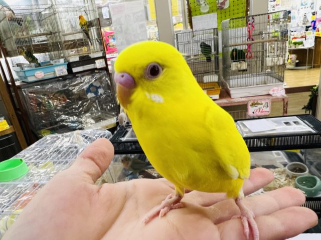 セキセイインコ