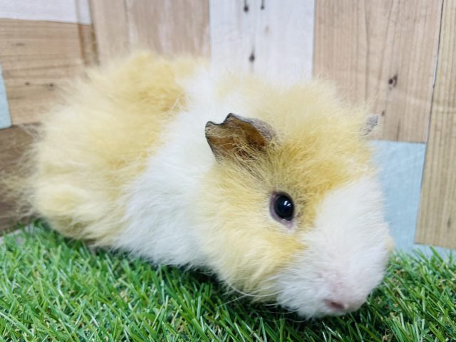 テディモルモット