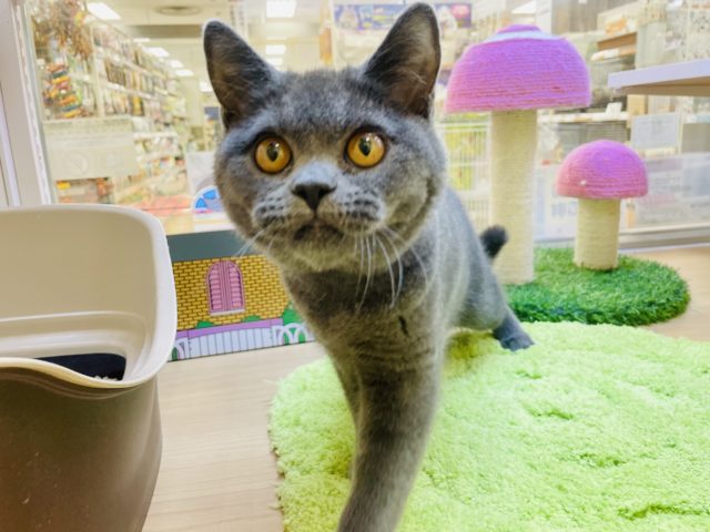 ブリティッシュショートヘア