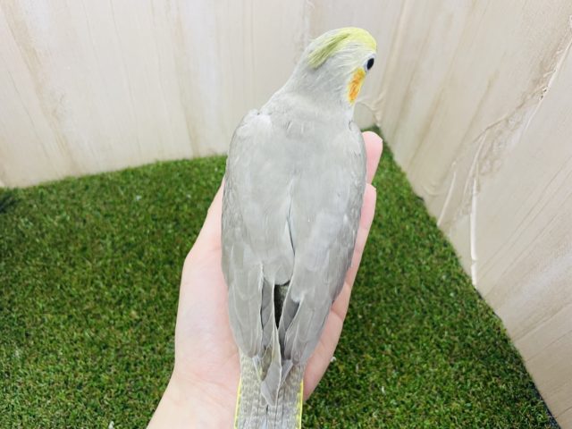 オカメインコ