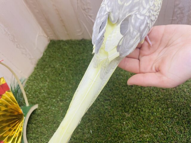 オカメインコ
