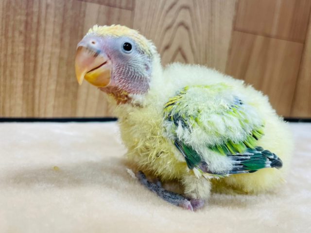 コザクラインコ（小桜インコ）