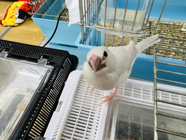 ❄︎白い子❄︎フェアー開催中 説明画像です