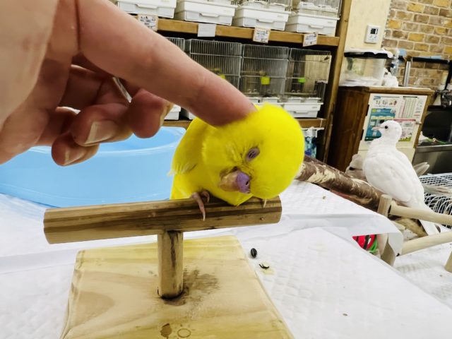 セキセイインコ