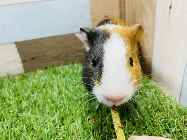 イングリッシュモルモット