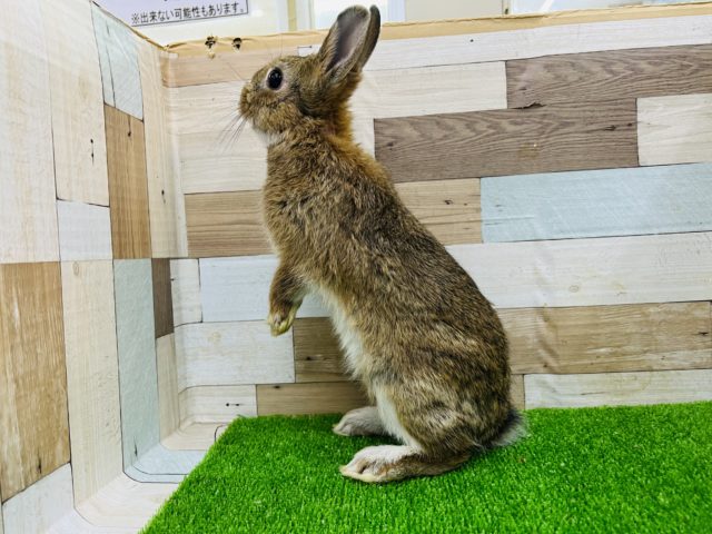 ネザーランドドワーフ