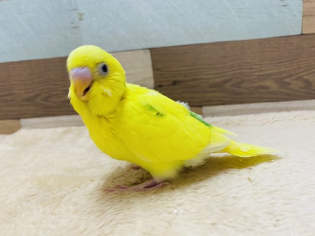 セキセイインコ