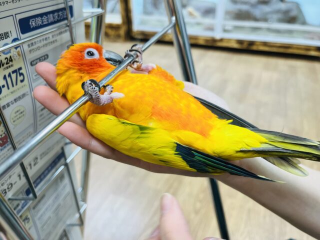 コガネメキシコインコ