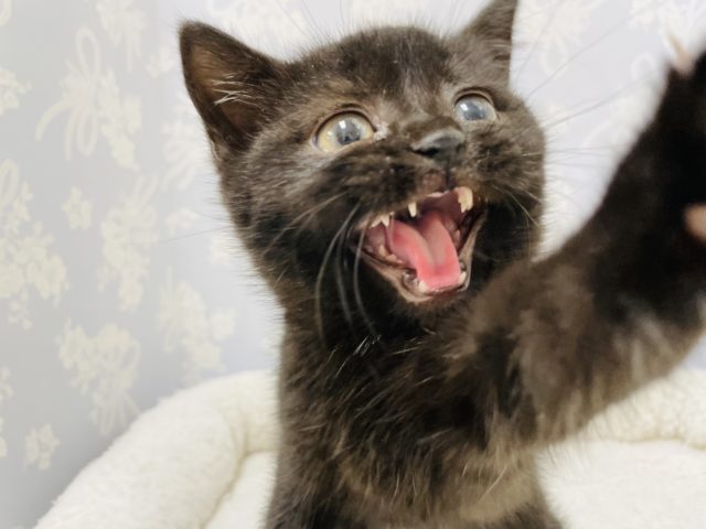 スコティッシュフォールド