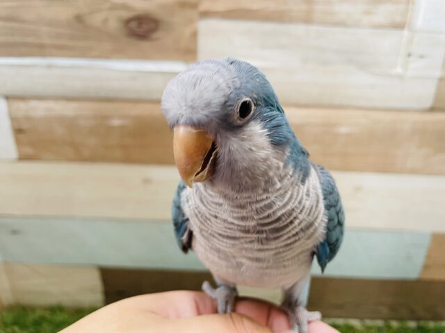 オキナインコ