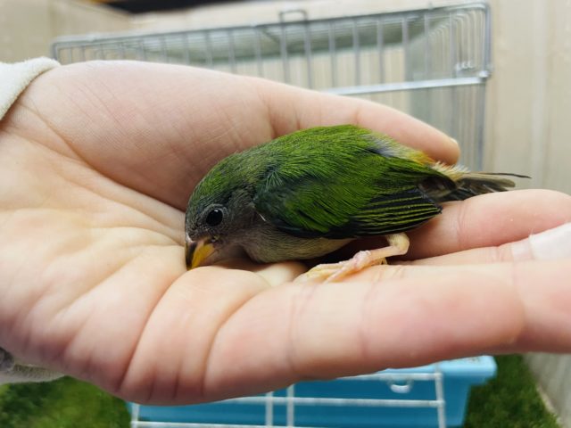 チモールセイコウチョウ