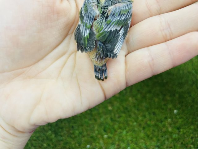 チモールセイコウチョウ