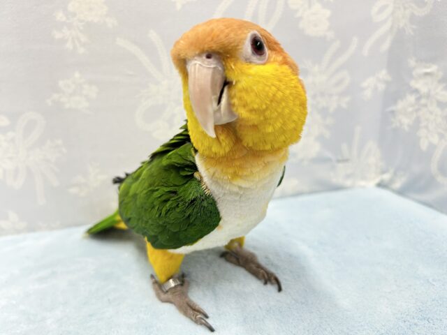 シロハラインコ