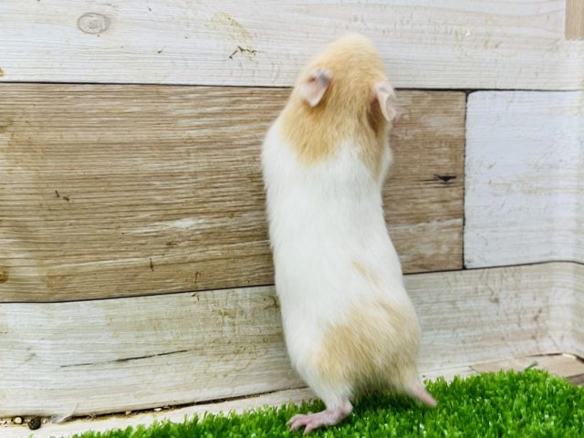 ゴールデンハムスター